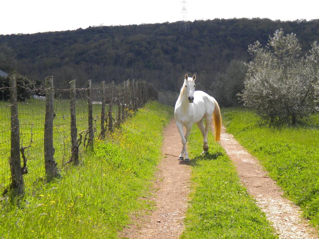 Agriturismo Podere Borgognano Massa Marittima Εξωτερικό φωτογραφία